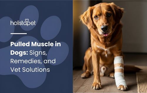 A golden retriever dog sits calmly with a front leg bandaged, showing signs of a pulled muscle in dogs."