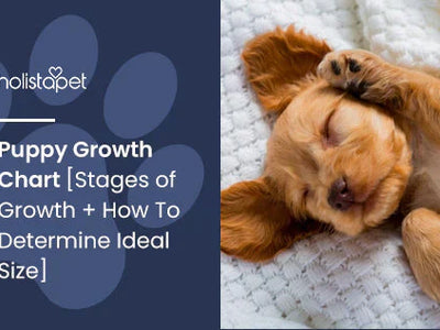 Puppy Growth Chart [Stages of Growth + How To Determine Ideal Size]