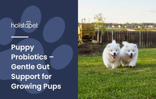 Two puppies running in a backyard.