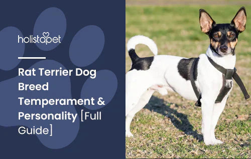 Rat Terrier Dog Breed Complete Guide