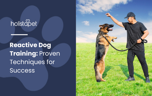 Reactive Dog Training blog image by Holistapet. Features a trainer working with a reactive German Shepherd standing on its hind legs in a grassy field.
