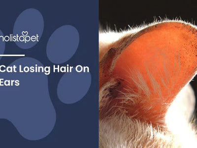 Cat Losing Hair On Ears: 6 Reasons Your Feline's Fur Is Falling Out