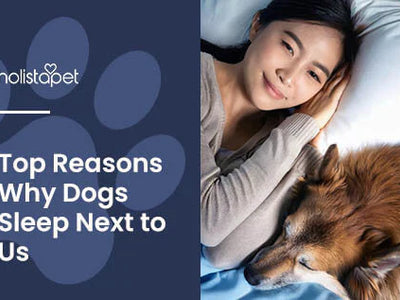 Why Does My Dog Sleep Against Me? Top 7 Reasons