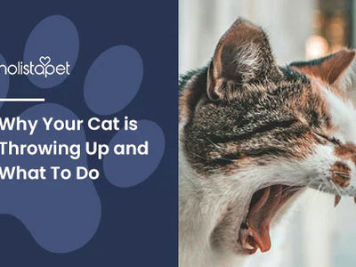 Cat Throwing Up: Common Reasons and What to Do