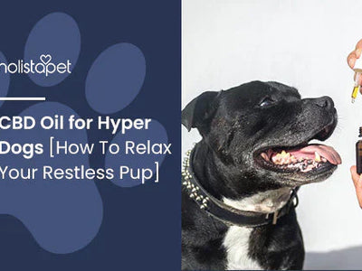 CBD Oil for Hyper Dogs [How To Relax Your Restless Pup]
