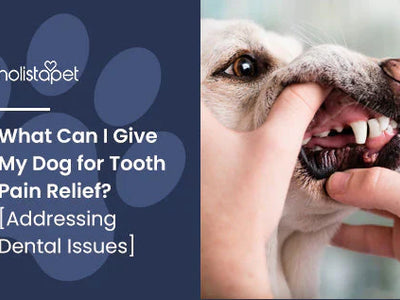 What Can I Give My Dog for Tooth Pain Relief? [Addressing Dental Issues]