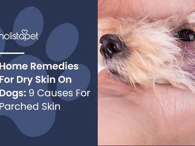 Home Remedies For Dry Skin On Dogs: 9 Causes For Parched Skin