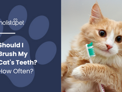 Should I Brush My Cat's Teeth? How Often?