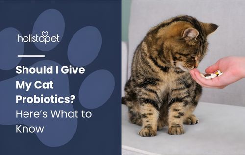 Close-up of a hand holding probiotic supplements near a tabby cat on a gray surface, representing the guide “Should I Give My Cat Probiotics” and benefits for gut health and immunity.
