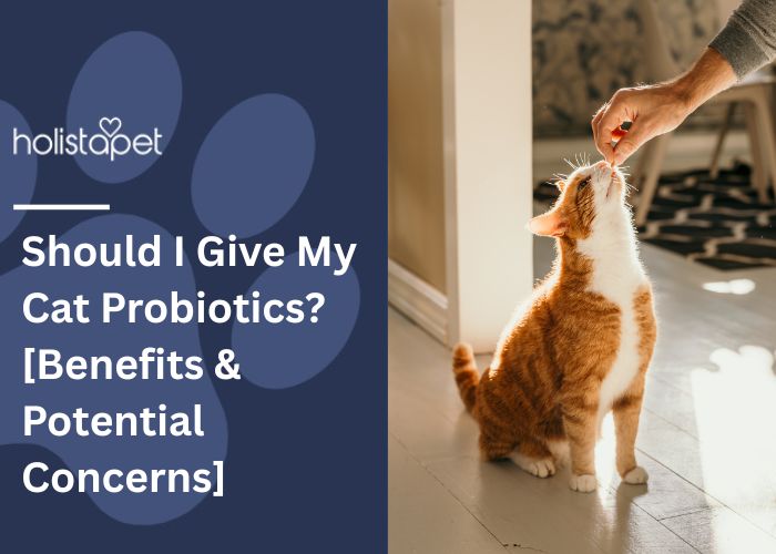 Should I Give My Cat Probiotics  Featured Image by Holistapet