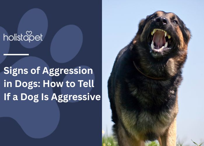 Signs of Aggression in Dogs (featured blog image by HolistaPet) shows a big dog getting aggressive