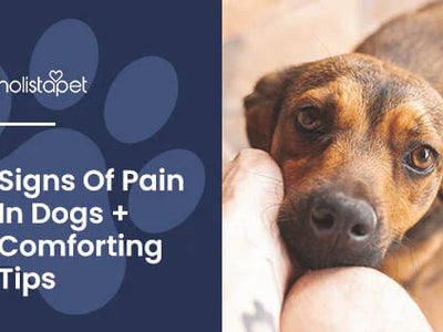How To Tell if a Dog Is in Pain: Warning Signs + Potential Solutions