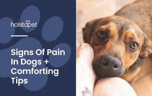 Tips for knowing if your dog is in pain