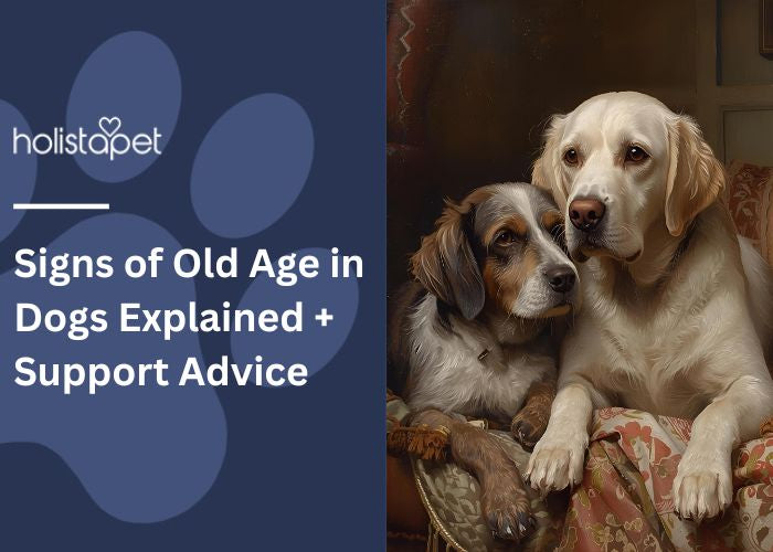 Signs of Old Age in Dogs Explained + Support Advice
