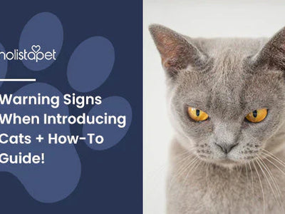 Warning Signs When Introducing Cats + How-To Guide!