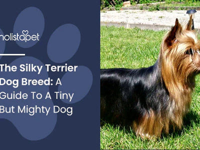 The Silky Terrier Dog Breed: A Guide To A Tiny But Mighty Dog