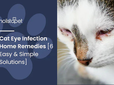 Home Remedies for Cat's Eye Infection [6 Easy & Simple Solutions]