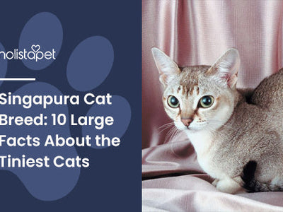 Singapura Cat Breed: 10 Large Facts About the Tiniest Cats
