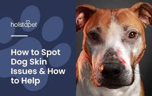 Tips for Spotting Skin Issues on Dogs