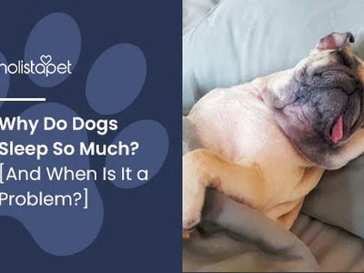 Why Do Dogs Sleep So Much? [And When Is It a Problem?]