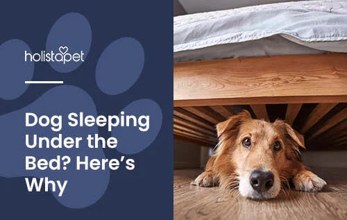 Why dogs like sleeping under the bed