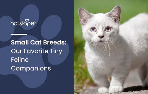 Small Cat Breeds: Our favorite tiny companions