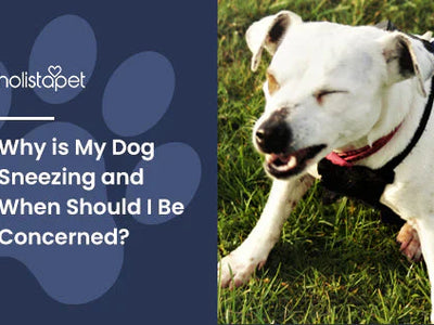 Why is My Dog Sneezing and When Should I Be Concerned?