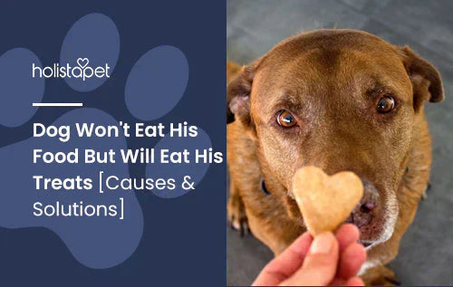 Is It Common For Dogs Not to Eat Their Food