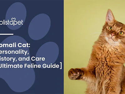 Somali Cat: Personality, History, and Care [Ultimate Feline Guide]