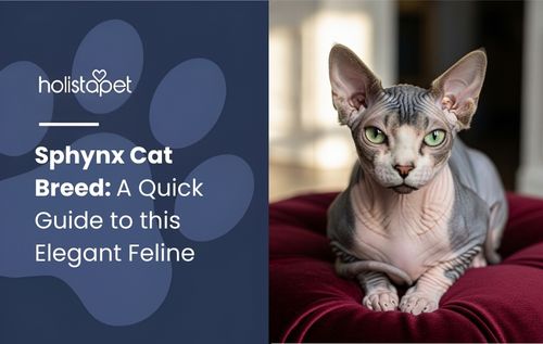 A Sphynx cat with green eyes and gray and pink skin sitting on a dark red cushion