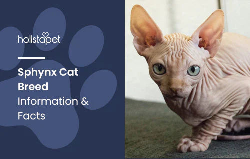 Sphynx Cat Breed Information