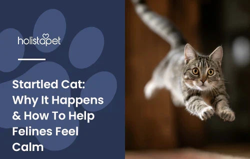 A cat jumping in a living room with the title "startled cat".