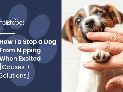 How To Stop a Dog From Nipping When Excited [Causes + Solutions]