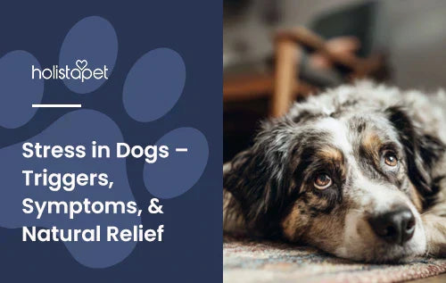 A dog laying down looking upwards with the title "Stress in dogs".