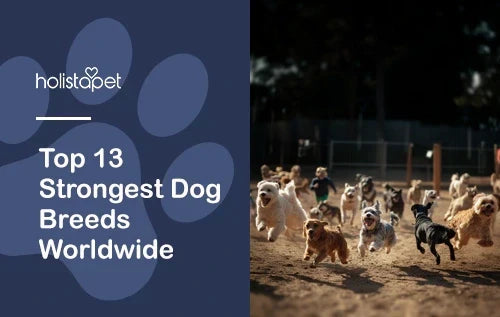 Strongest Dog Breeds in the World
