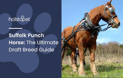 Complete Guide for Suffolk Punch Horse Breed