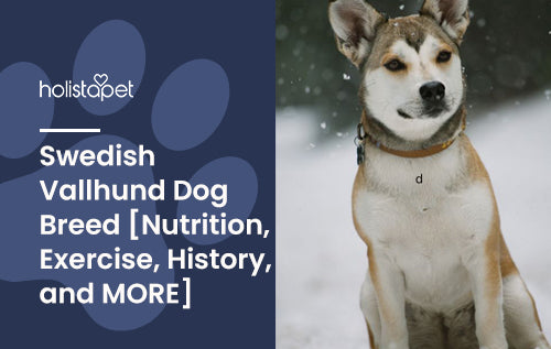 Swedish Vallhund Dog Breed Complete Guide