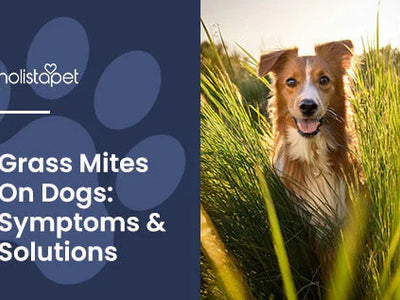 Grass Mites on Dogs: Causes, Symptoms, & Treatments