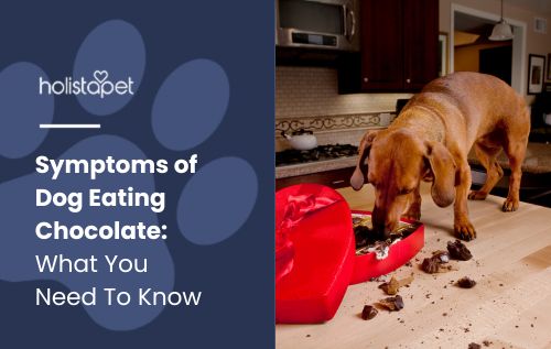 Symptoms of Dog Eating Chocolate' featured blog image by Holistapet, showing a dog consuming chocolate, highlighting the dangers of chocolate poisoning in dogs.