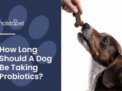 How Long Should a Dog Be on Probiotics? [Optimal Gut Health]