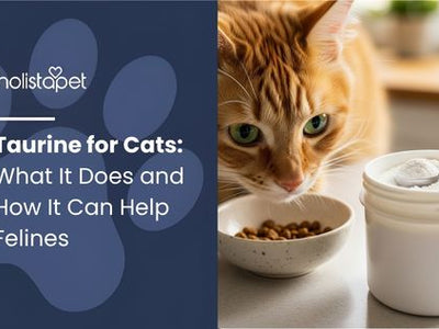 Taurine for Cats: What It Does and How It Can Help Felines