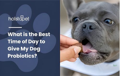 A person’s hand feeding a treat to a gray French bulldog, highlighting the best time of day to give my dog probiotics for optimal health and digestion.