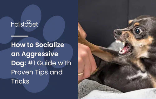 Guide for Aggressive Dogs
