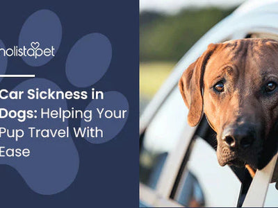 Car Sickness in Dogs: Helping Your Pup Travel With Ease
