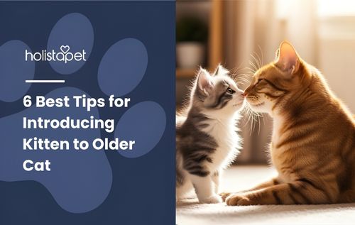 A ginger cat and a grey and white kitten touch noses in a sunlit room, a heartwarming moment that perfectly captures the best tips for introducing a kitten to an older cat.