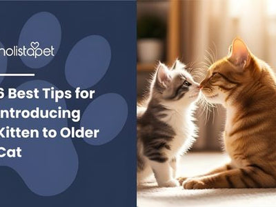 6 Best Tips for Introducing Kitten to Older Cat
