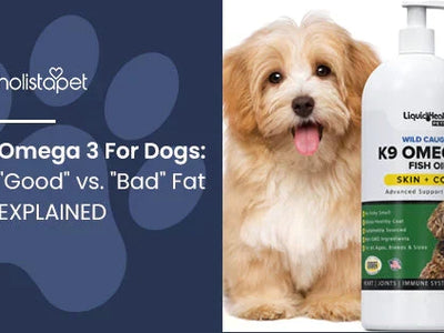 Omega 3 For Dogs: "Good" vs. "Bad" Fat EXPLAINED