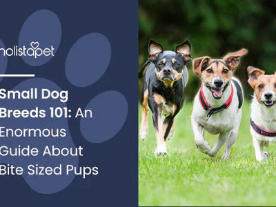 Small Dog Breeds 101: An Enormous Guide About Bite Sized Pups