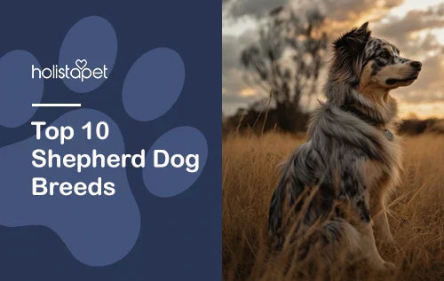 Top 10 Shepherd Dog Breeds: Most Loyal & Reliable Dogs