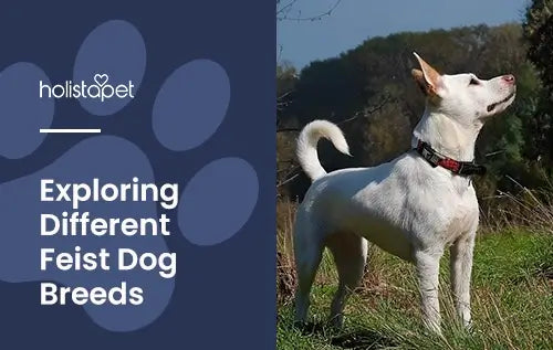 Top Feisty Dog Breeds for you!